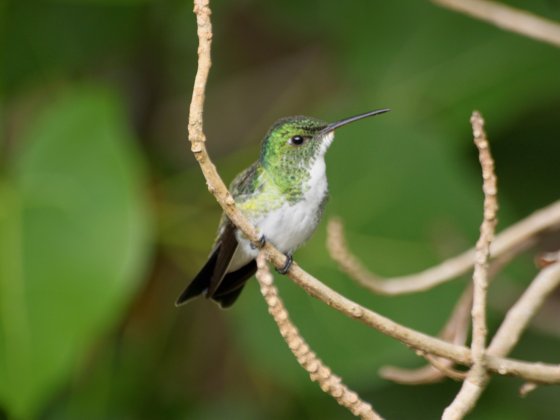 Beija flor da barriga branca