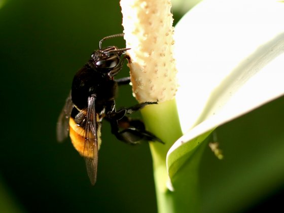 Mamangava de bunda amarela
