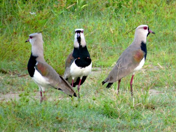 Vanellus chilensis
