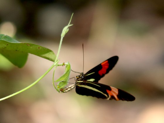 Heliconius erato
