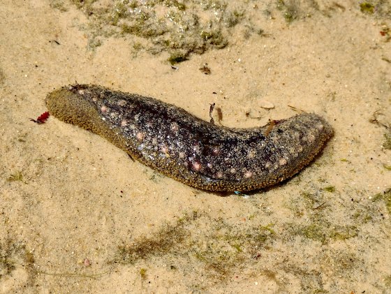 Pepino do mar Holothuroidea