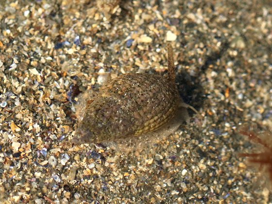 Tritia reticulata